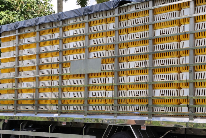 Chuyên chở gia cầm: Hiệu quả và Chuyên nghiệp